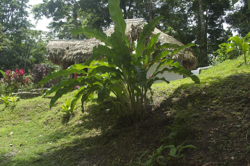 La Magia Bungalows Puerto Viejo de Talamanca المظهر الخارجي الصورة